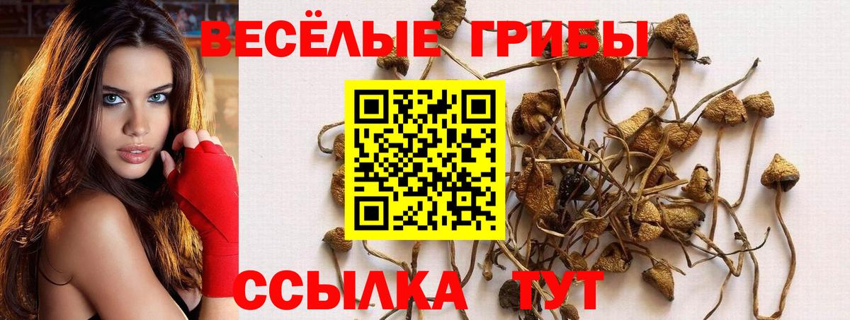 Галлюциногенные грибы Cubensis Кызыл